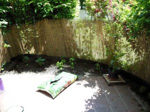 Pflanzen: Meine Terrasse soll schöner werden