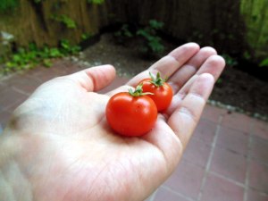 die ersten Tomaten