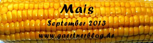 Garten-Koch-Event September 2013: Mais [30.09.2013]