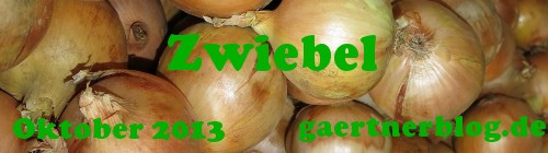 Banner Zwiebel