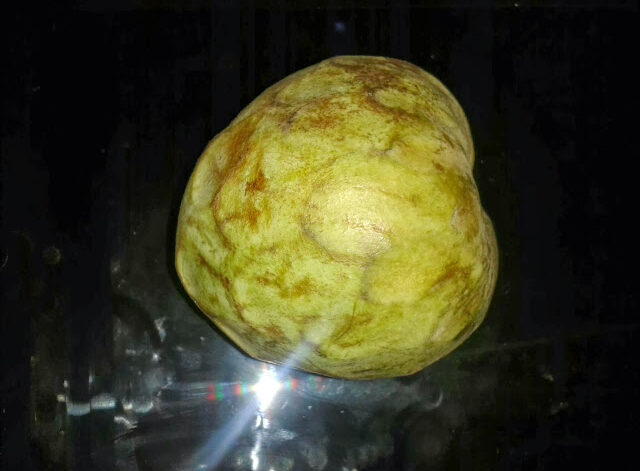 Cherimoya