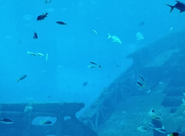 Aquarium Sentosa Singapur