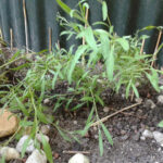 Garten: Einblick