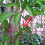 Garten: Einblick
