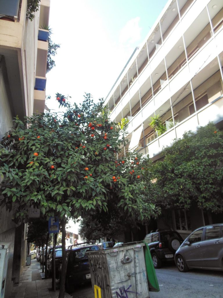 Orangenbäume in Athen
