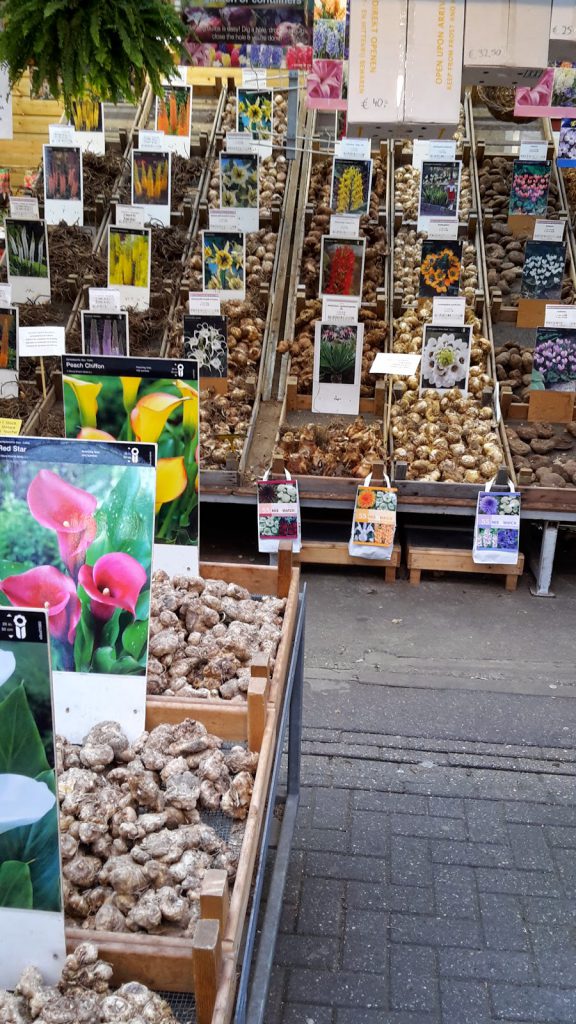 Blumenzwiebeln beim Blumenmarkt in Amsterdam