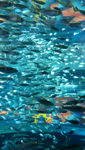 Leberkassemmel und mehr: Fische im Ripleys Aquarium in Toronto