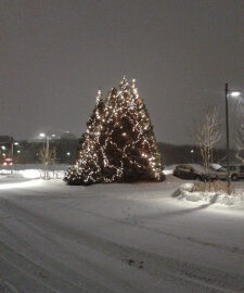 Christbäume