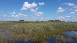 Leberkassemmel und mehr: Everglades