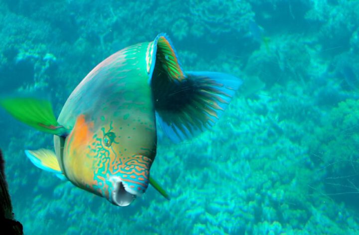 Great Barrier Reef
