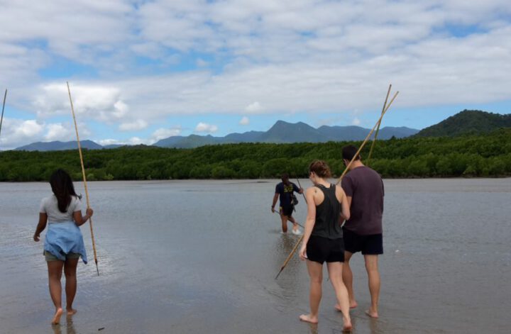 Daintree