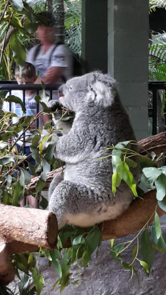 Urlaub: Noosa und Australia Zoo