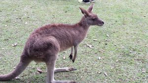 Australia Zoo