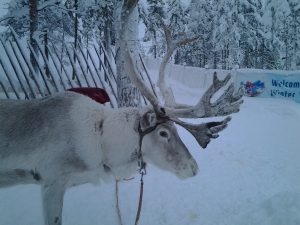 Urlaub: Rovaniemi im Winter