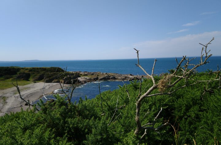 Buckie