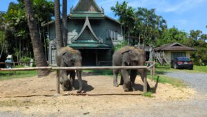 Elephant Sanctuary