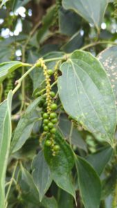 Grüner Pfeffer in Pfefferplantage