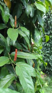 Langpfeffer auf Pflanze in Pfefferplantage