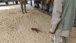 Vorführung mit einer Ratte im APOPO Visiting Center