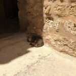 Kätzchen im Schatten der Burg in Monastir